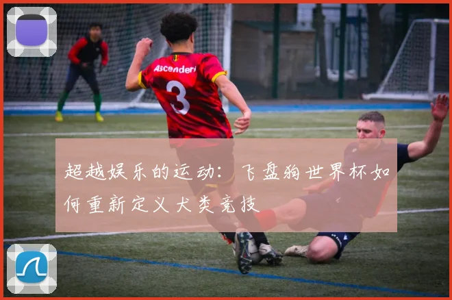 超越娱乐的运动：飞盘狗世界杯如何重新定义犬类竞技